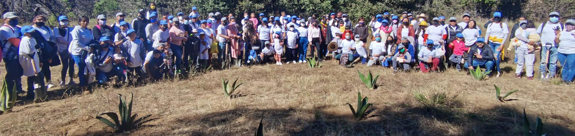 Salvan a La Malinche del escarabajo descortizador