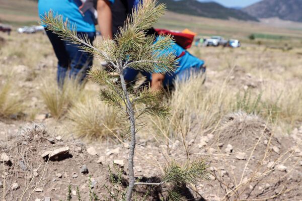 230907_coa_reforestacion_107